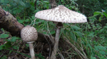Parasol Mushroom, Macrolepiota procera